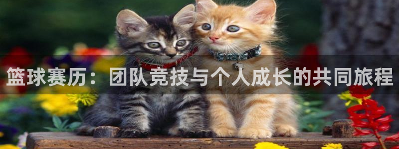 篮球赛历：团队竞技与个人成长的共同旅程
